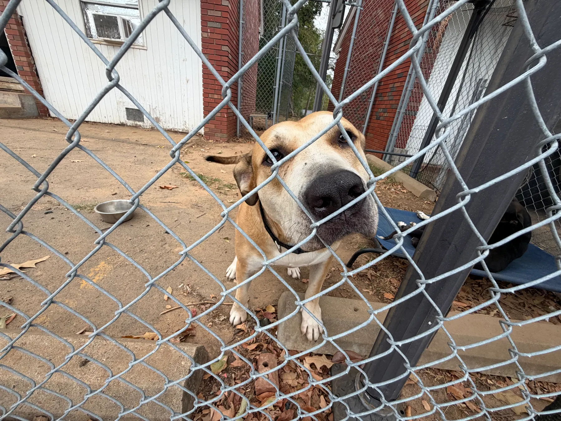 Friendly campus dog looking through a fence